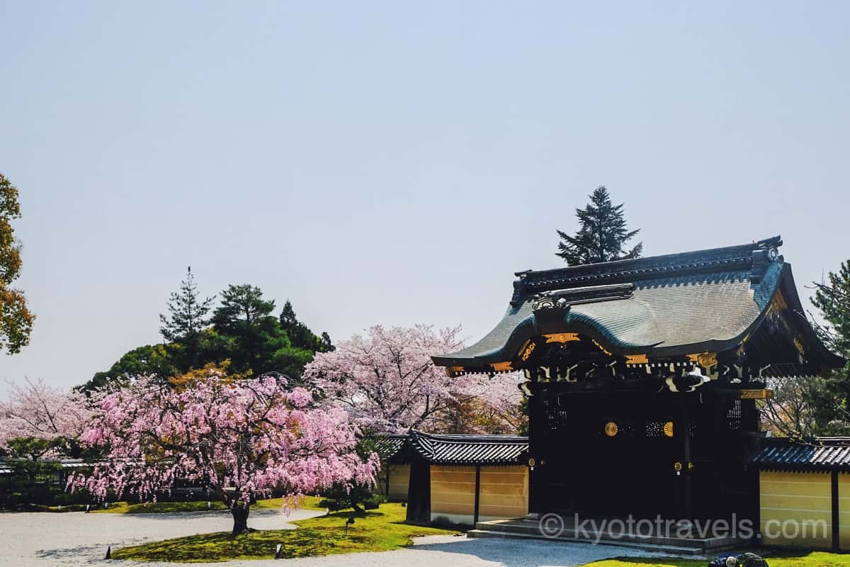 大覚寺 勅使門と紅枝垂れ桜