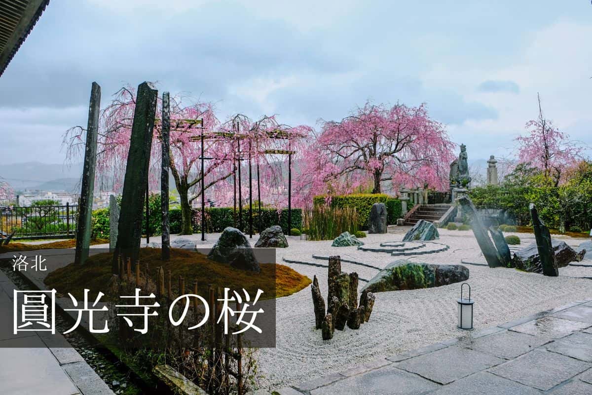 圓光寺 奔龍庭と桜