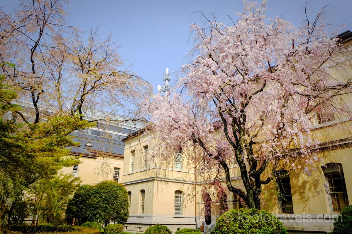 京都府庁旧本館の枝垂れ桜