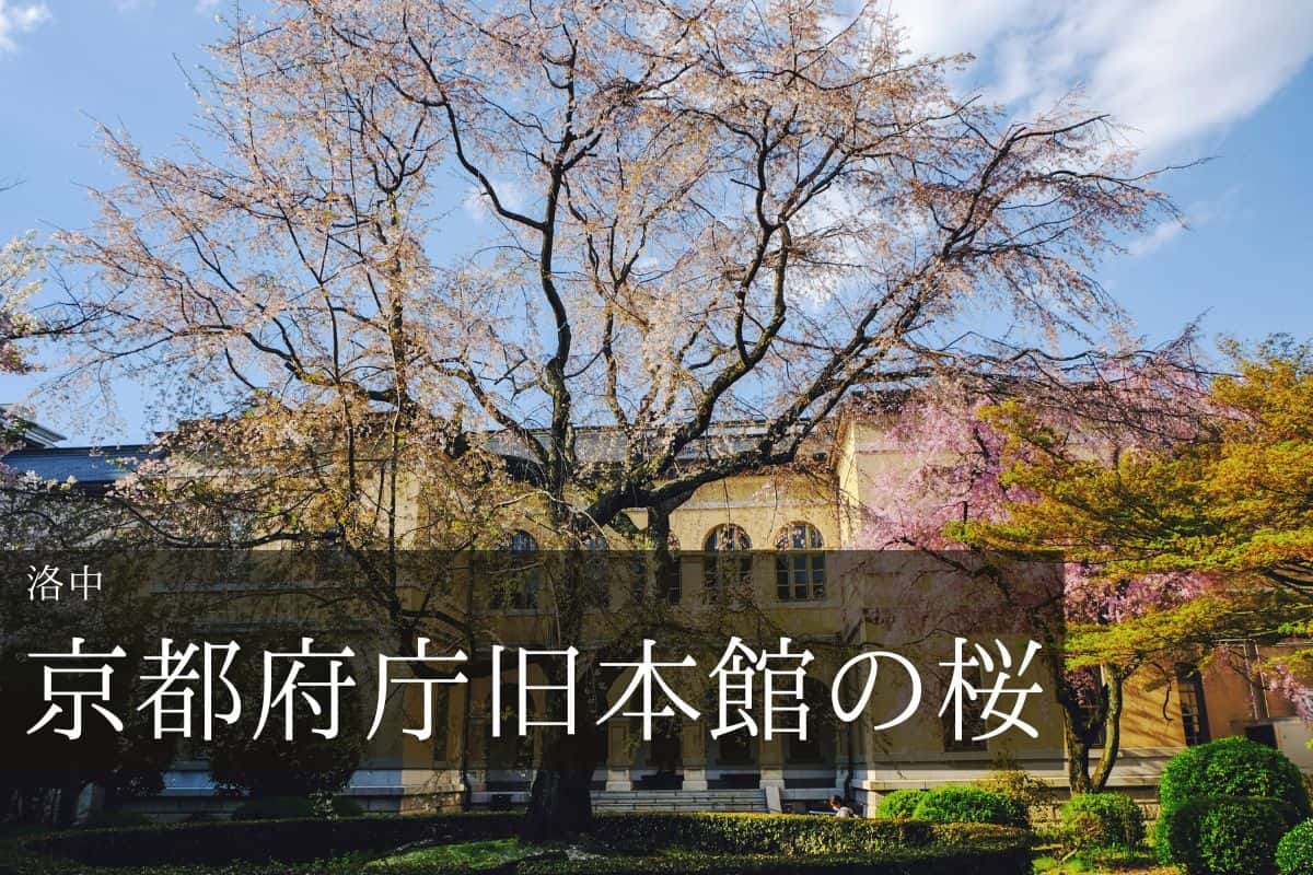京都府庁旧本館の枝垂れ桜