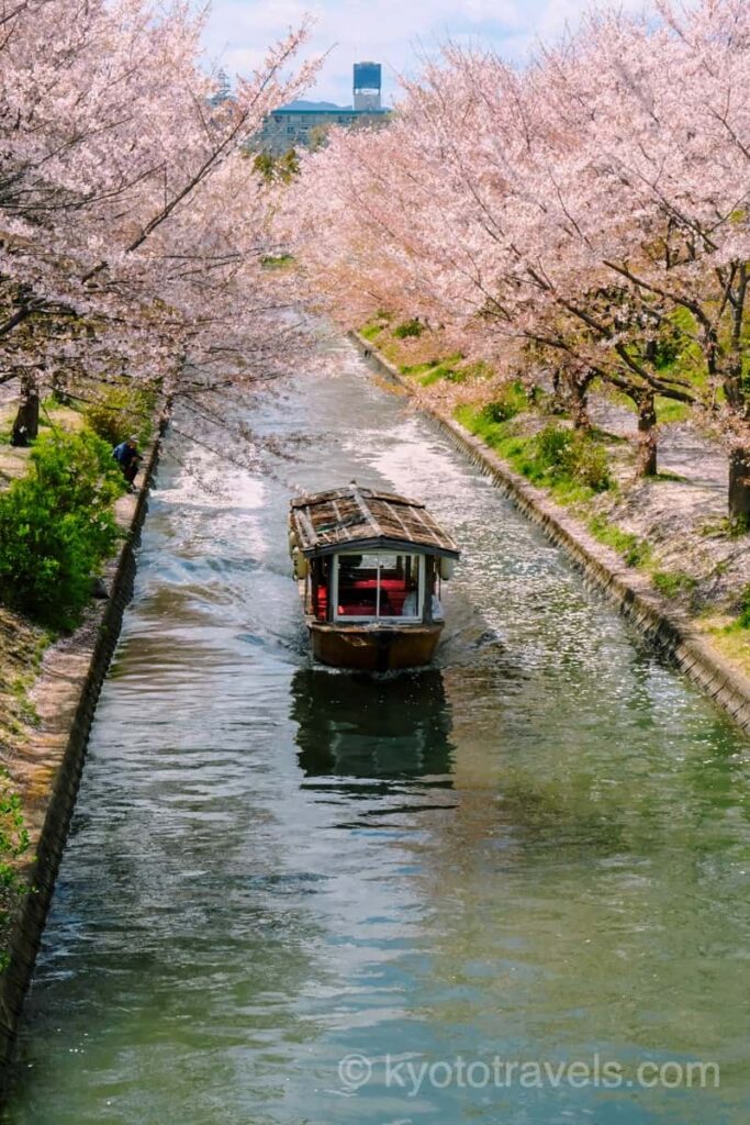 伏見桃山 十石舟と桜