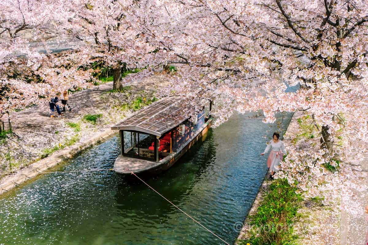 伏見桃山 十石舟と桜