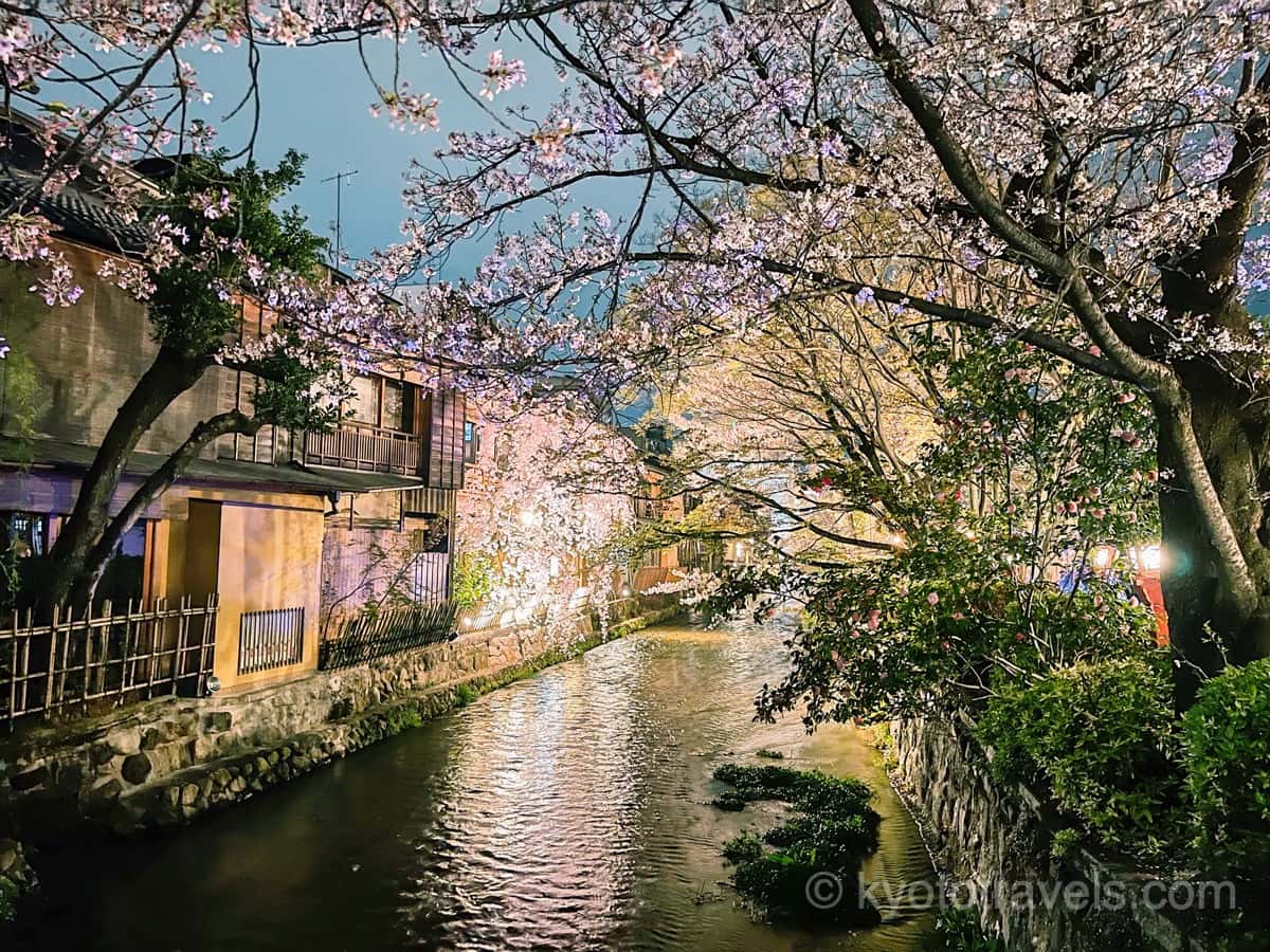 祇園白川 桜ライトアップ