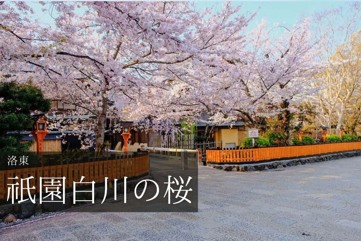 祇園 巽橋の桜