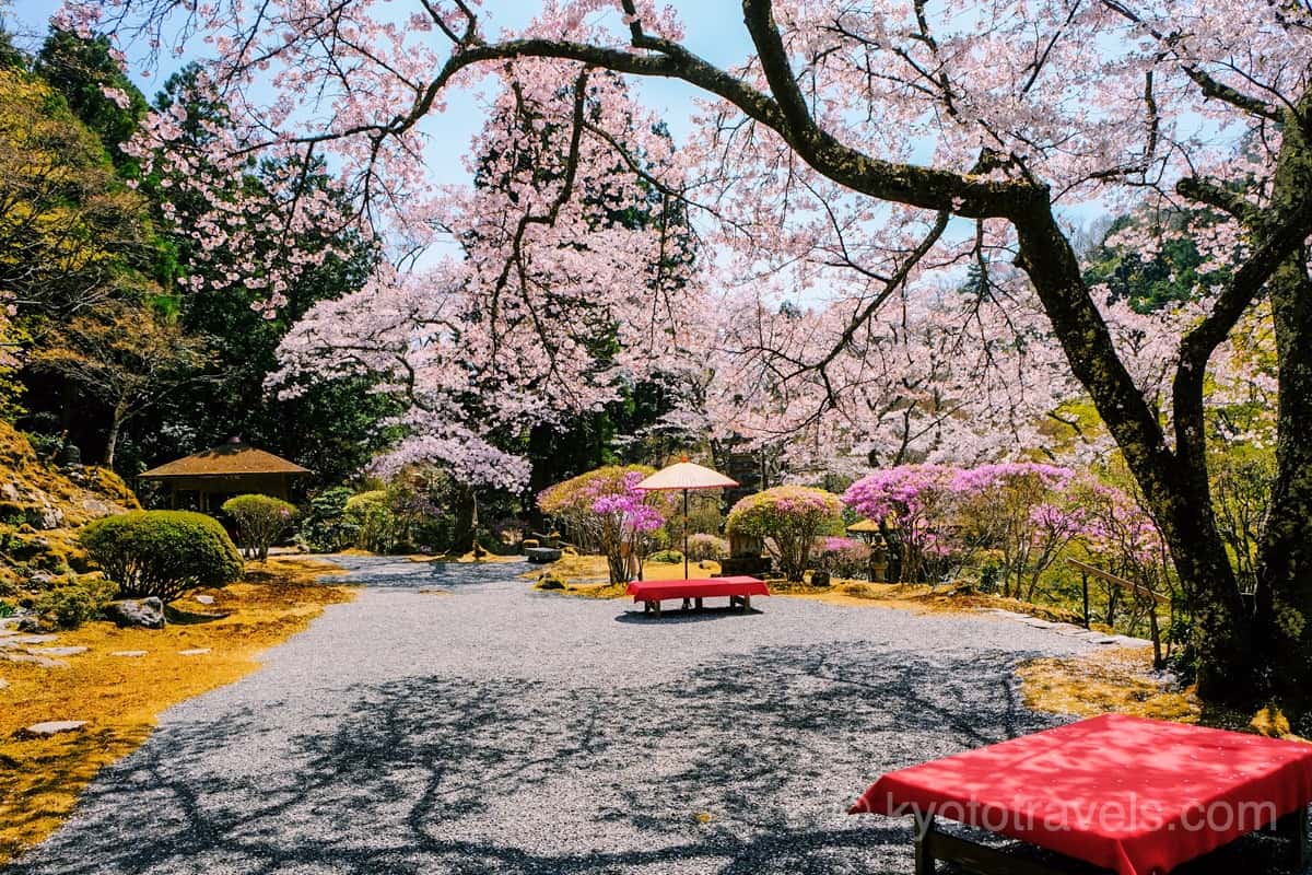 白龍園の桜