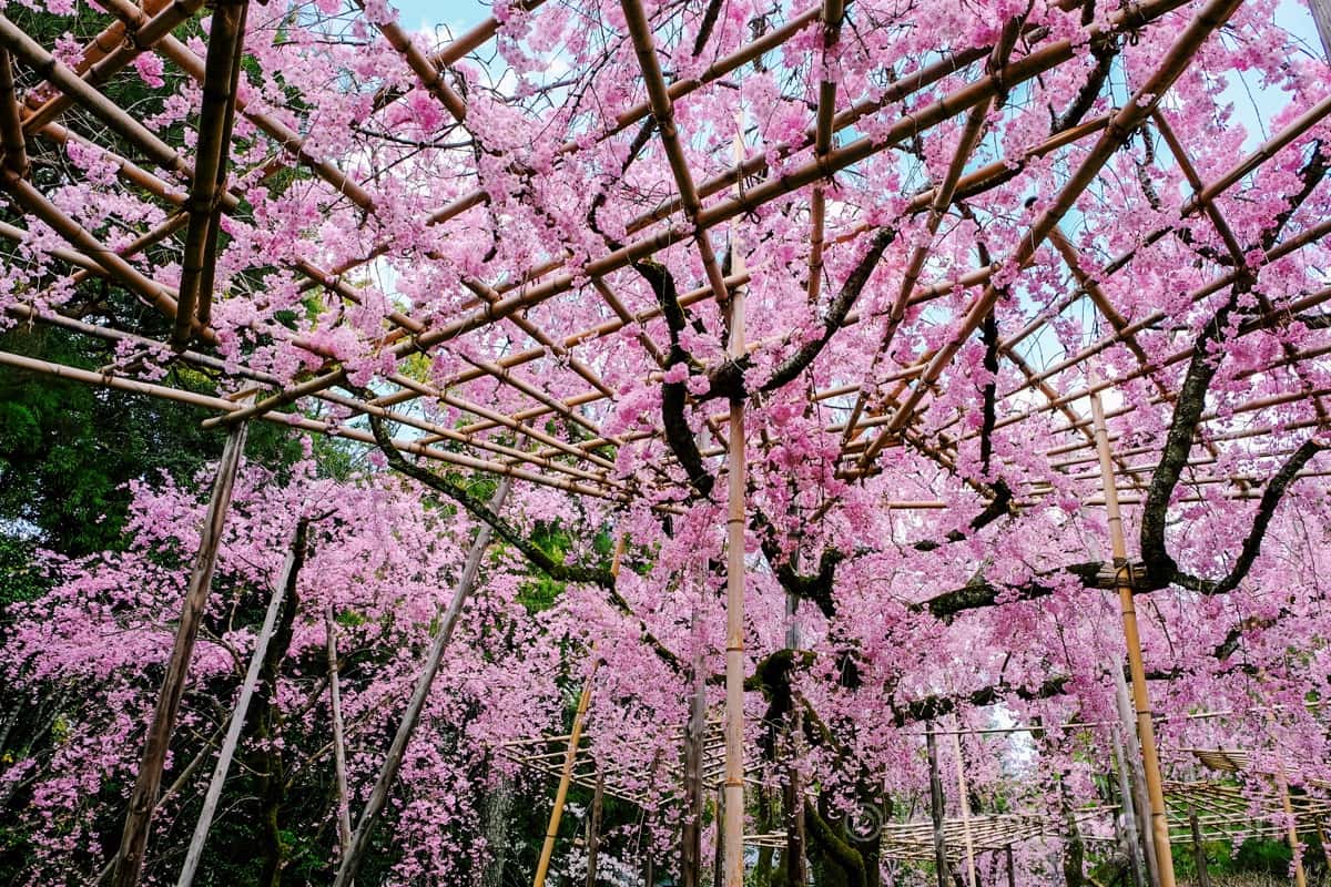 平安神宮 神苑の桜