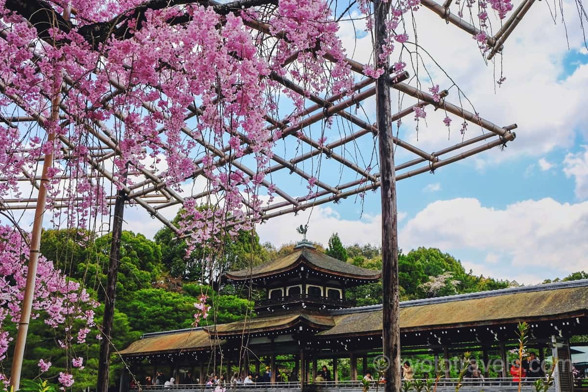 平安神宮 神苑の桜