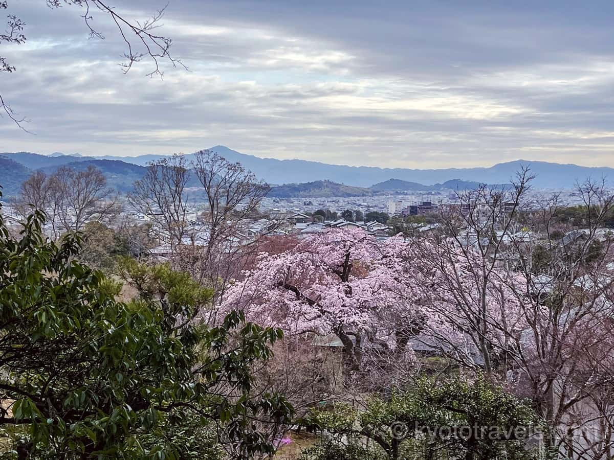 常寂光寺 紅枝垂れ桜と比叡山