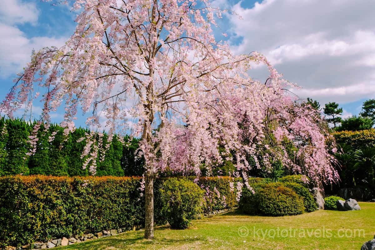 城南宮 神苑の庭園と桜