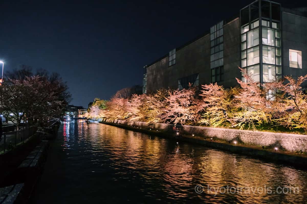 岡崎疏水の桜 ライトアップ