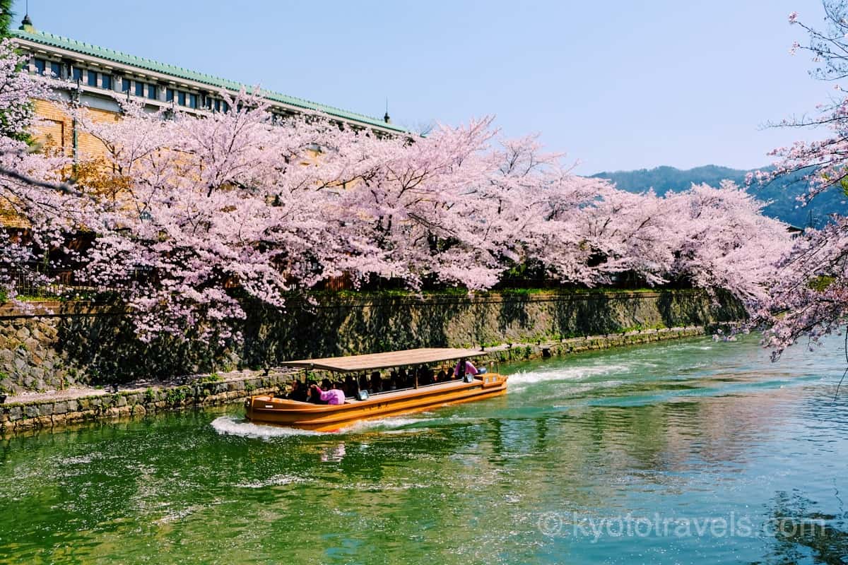 岡崎疏水の桜と十石船