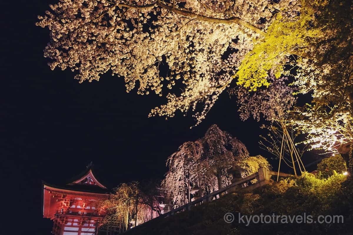 清水寺 西門と桜ライトアップ