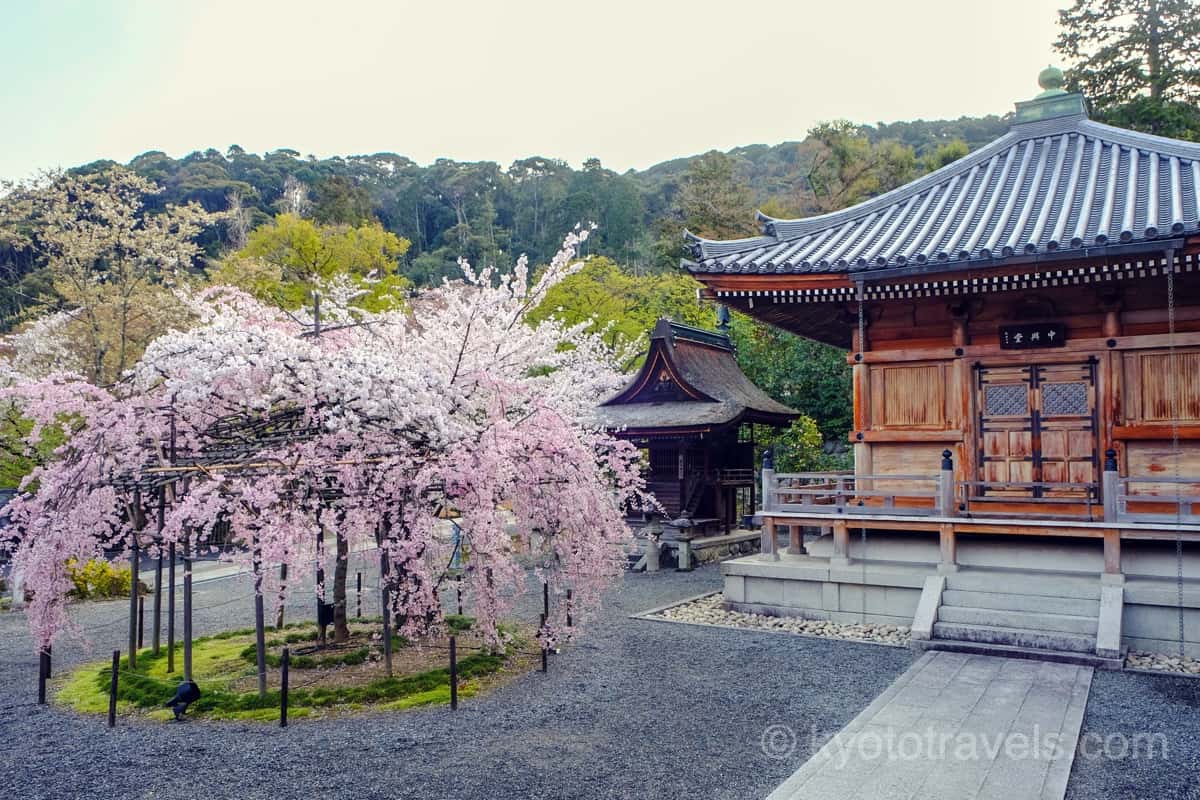 清水寺 成就院の前の枝垂れ桜