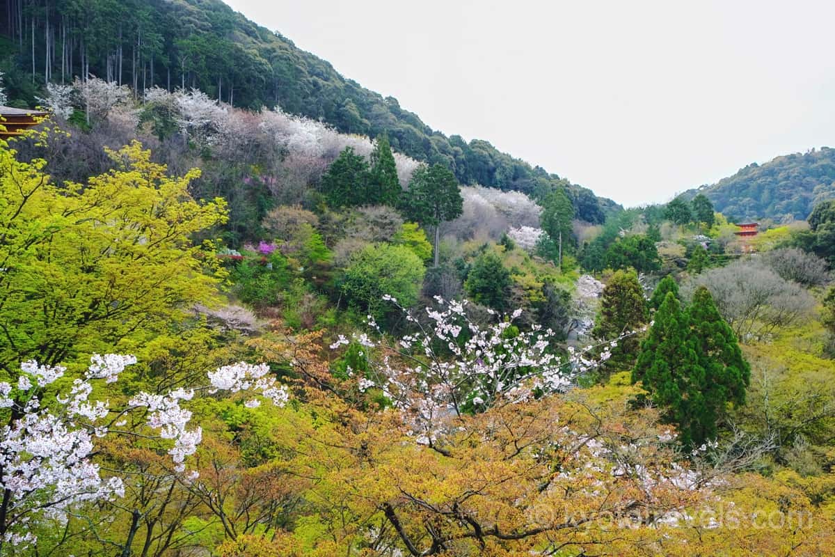 清水寺 音羽山と桜