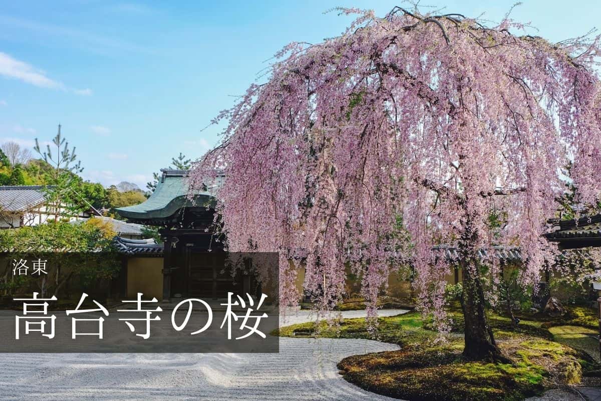 高台寺 方丈庭園の枝垂れ桜