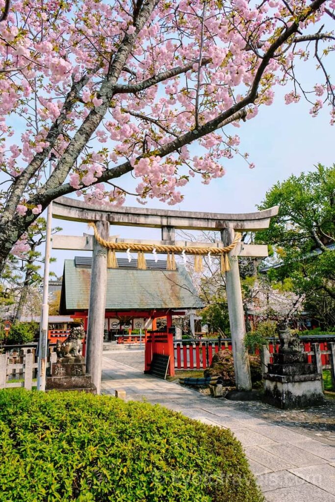 車折神社 鳥居と桜