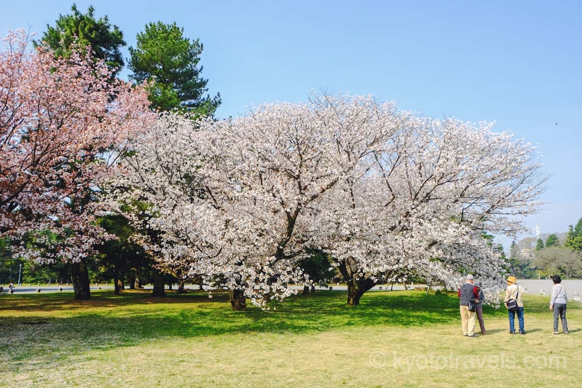 京都御苑 里桜