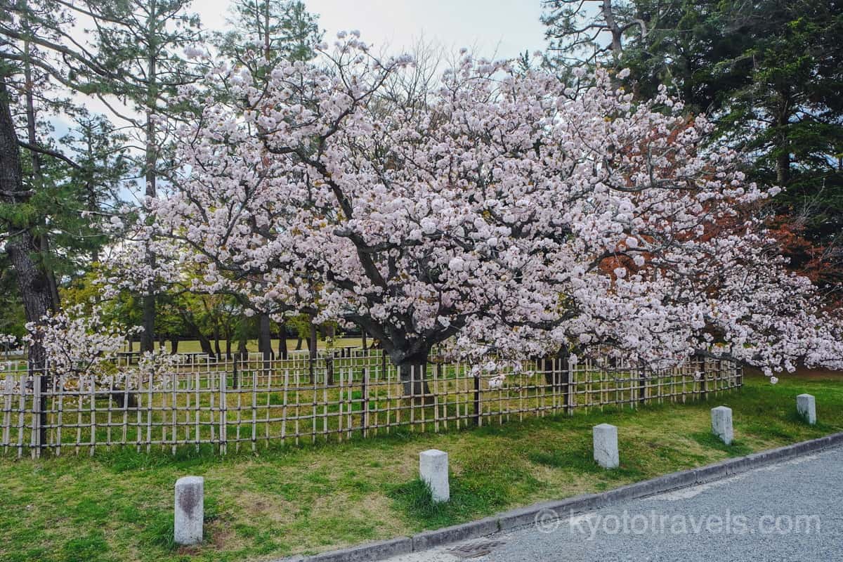 京都御苑 里桜