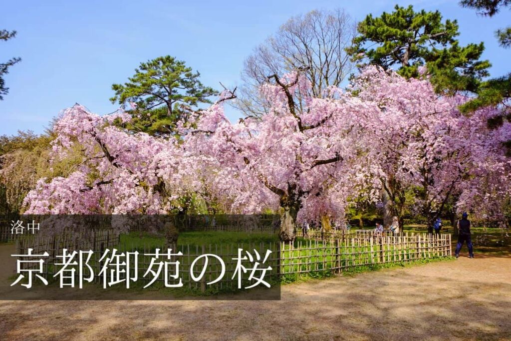 京都御苑 紅枝垂れ桜