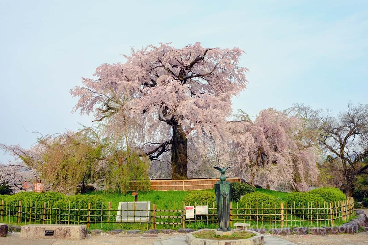 円山公園 枝垂れ桜