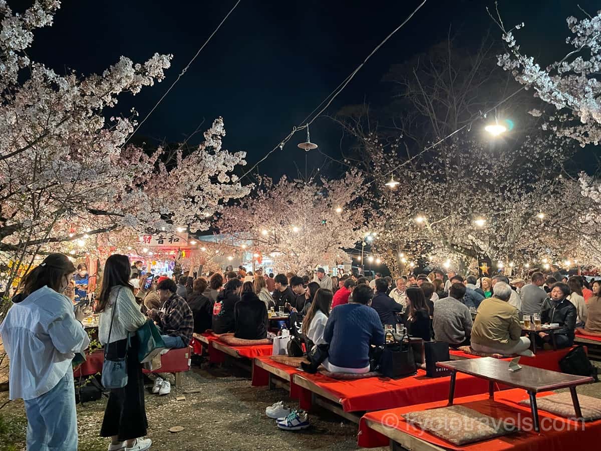 円山公園の桜と宴会場