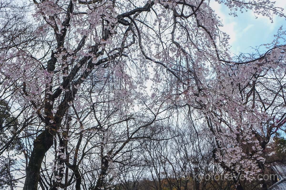 松ヶ崎大黒天の枝垂れ桜