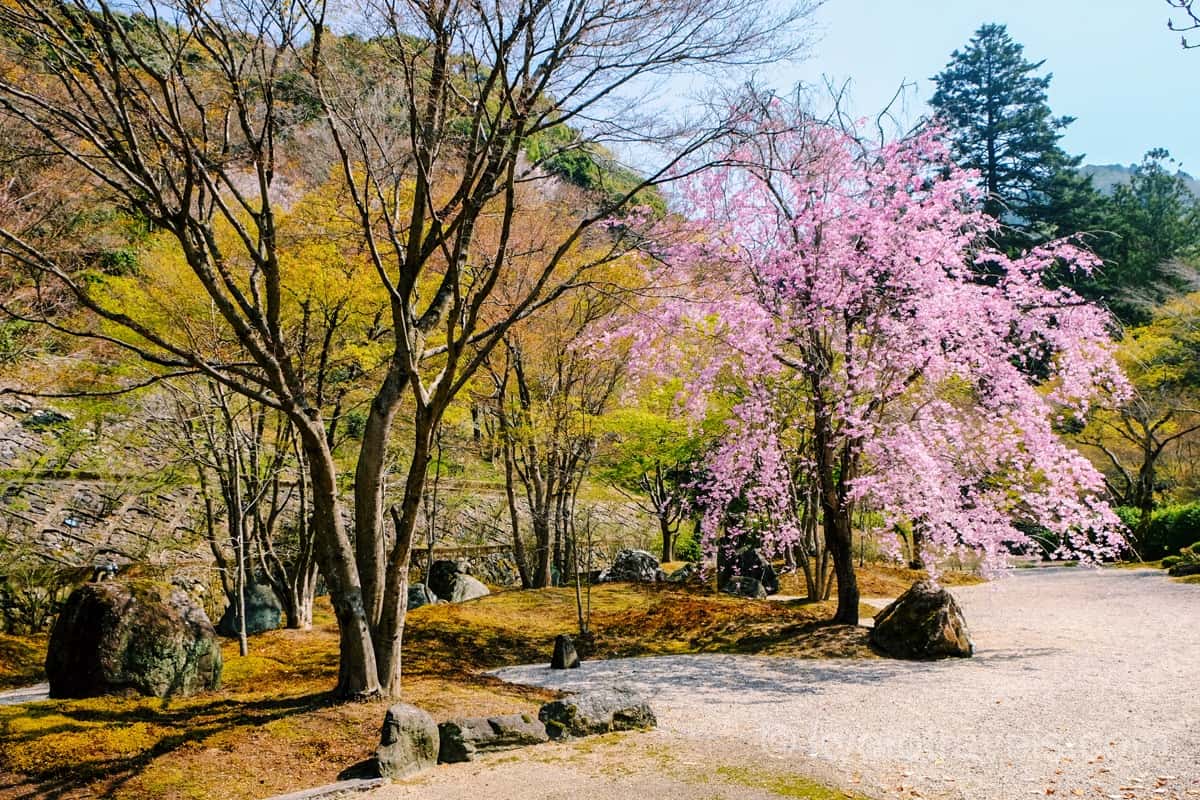 三室戸寺 庭園と紅枝垂れ桜
