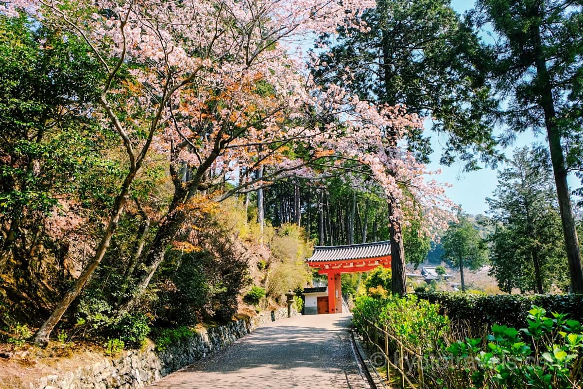 三室戸寺 門と桜