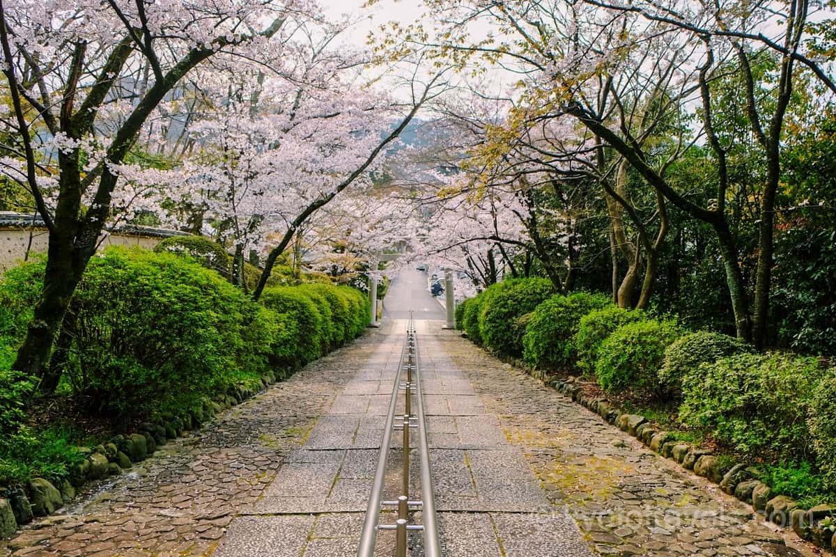 宗忠神社 参道の桜