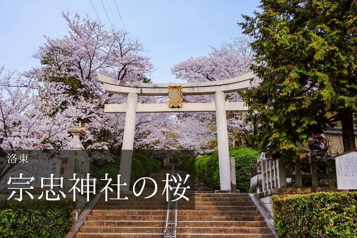 宗忠神社 鳥居と桜