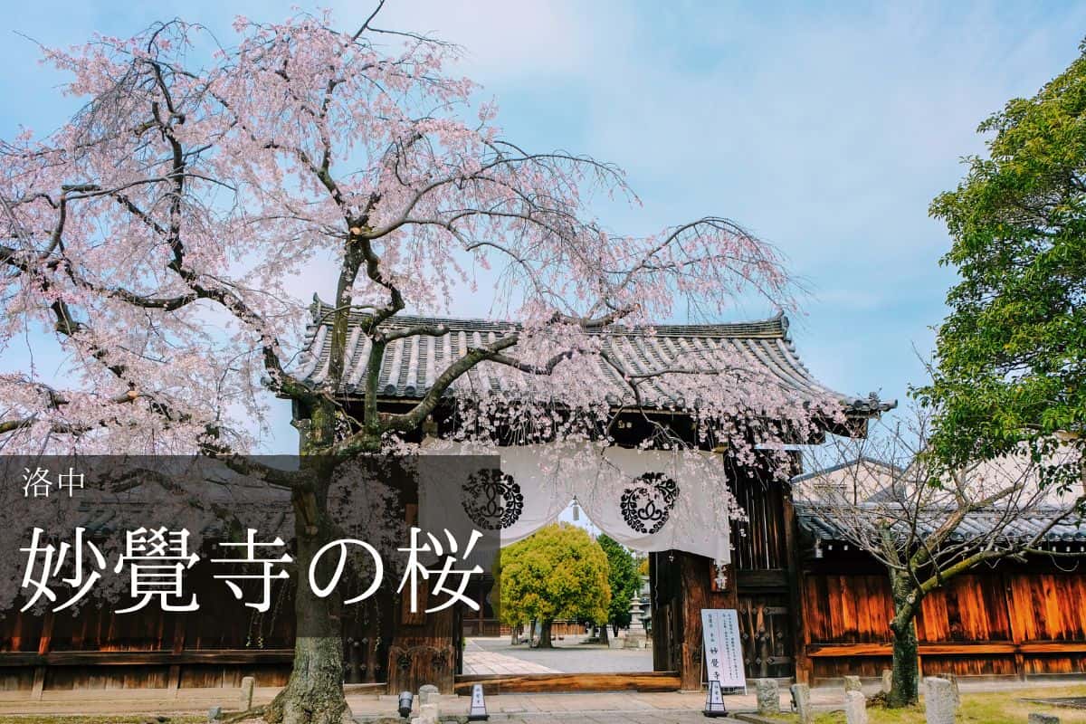 妙覚寺 山門と桜