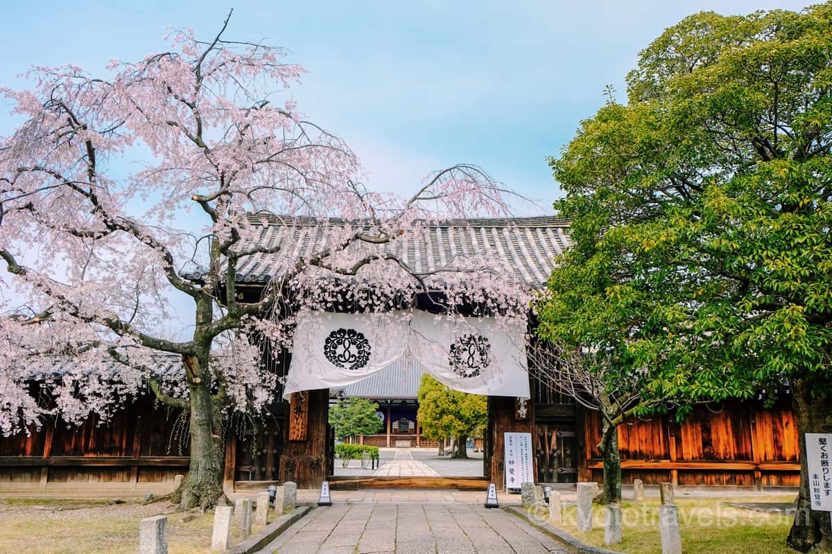 妙覚寺 山門と桜