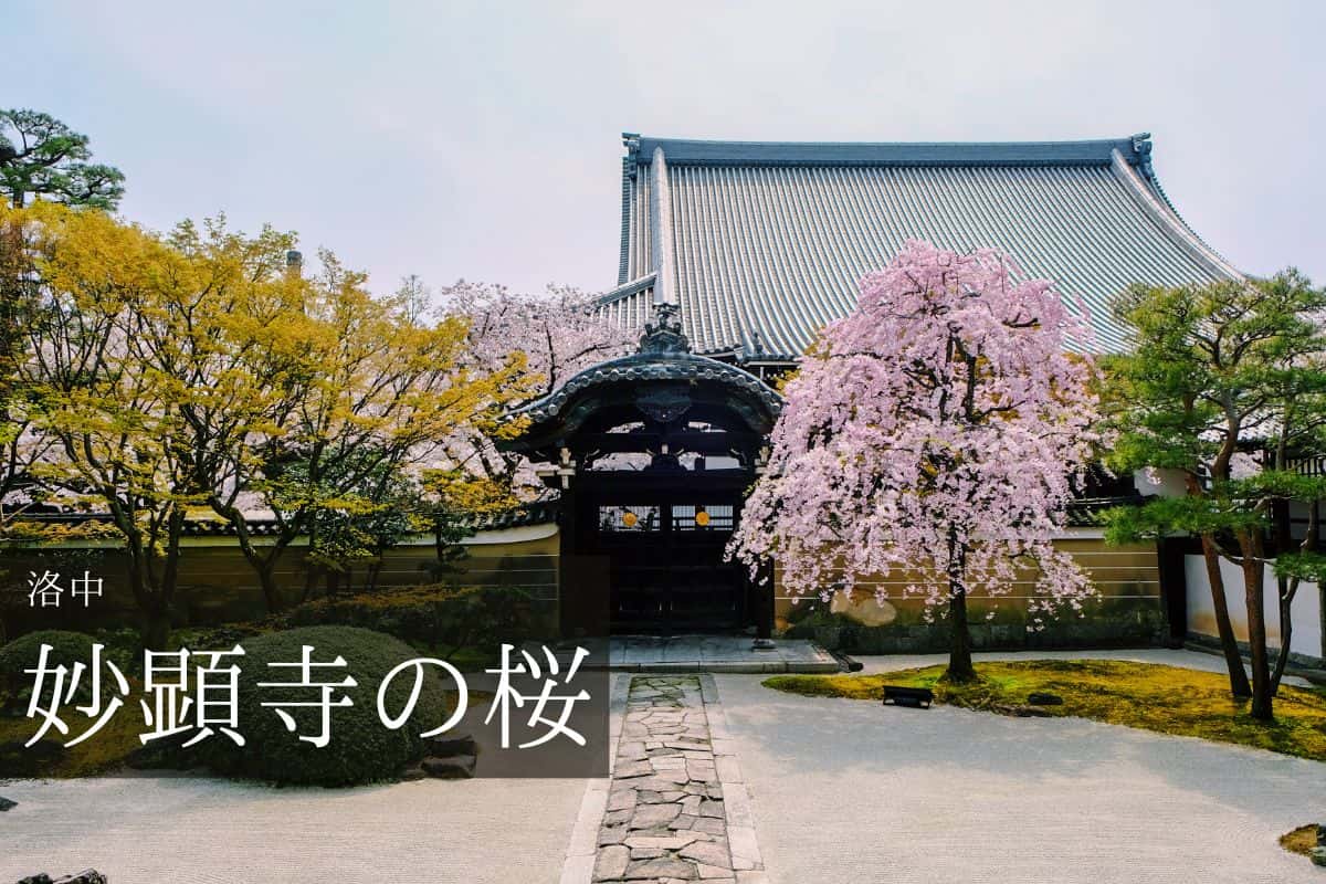 妙顕寺 四海唱導の庭と桜