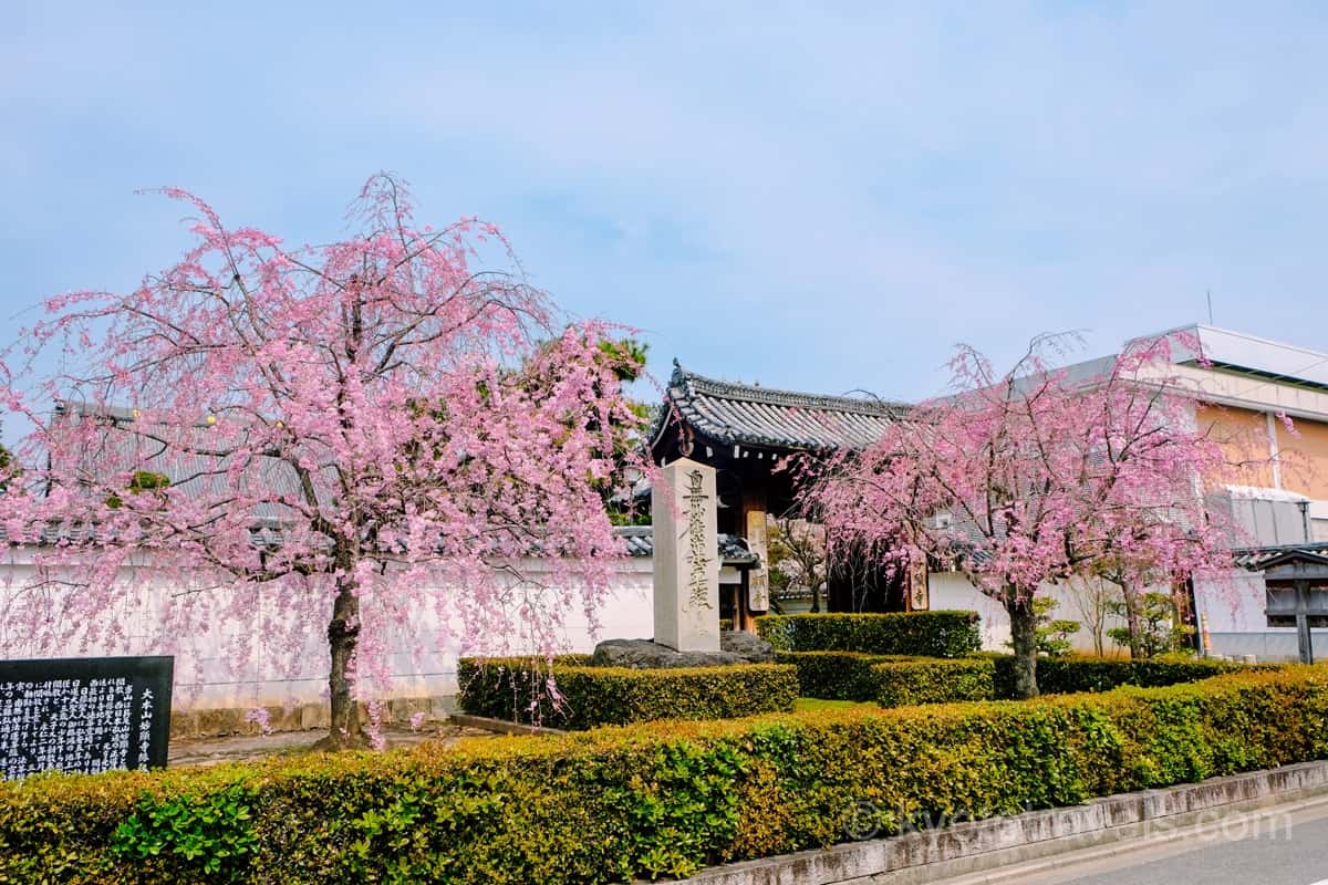 妙顕寺 山門と桜