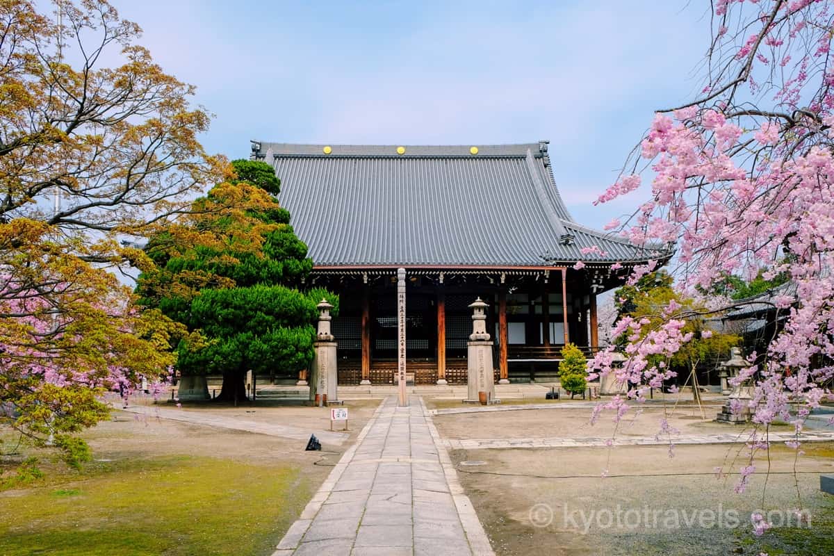 妙顕寺 お堂と桜