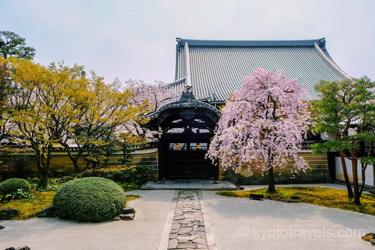 妙顕寺 四海唱導の庭と桜
