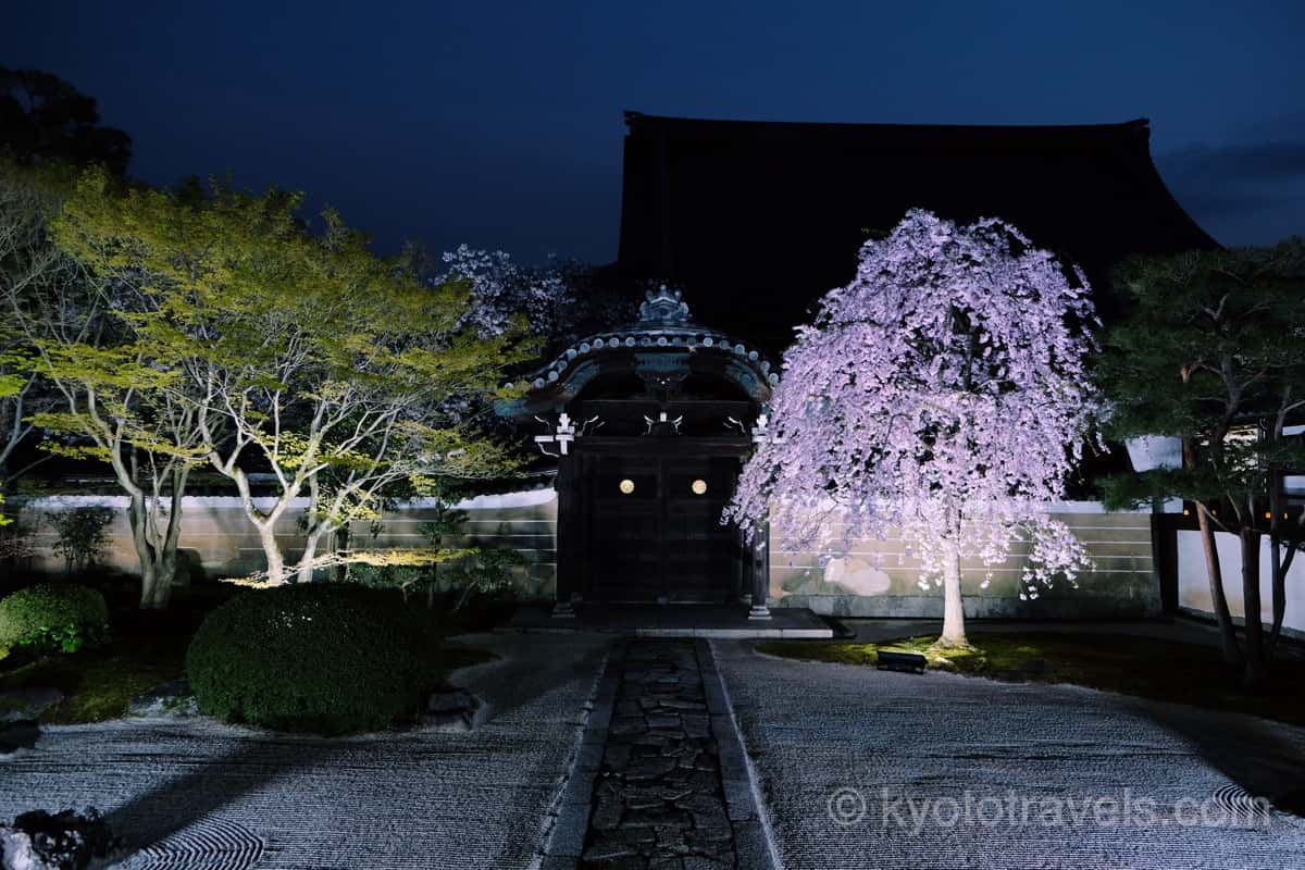 妙顕寺 四海唱導の庭の桜ライトアップ