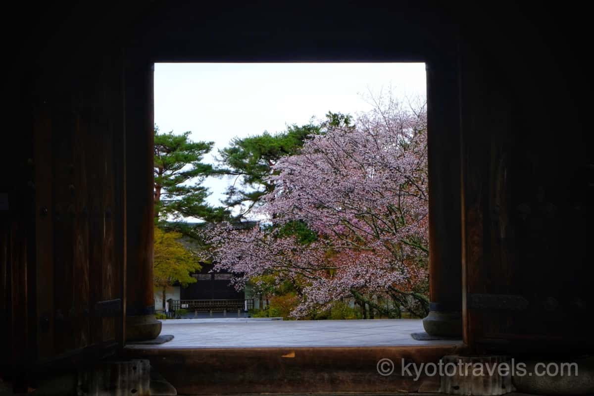 南禅寺 山門と桜