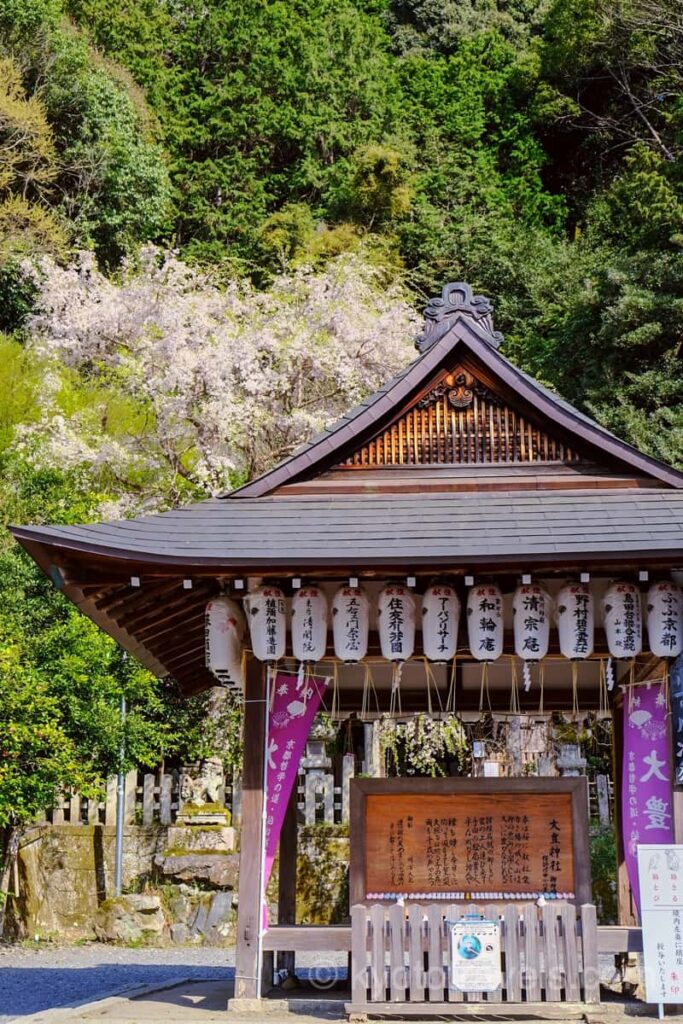 大豊神社 拝殿と桜
