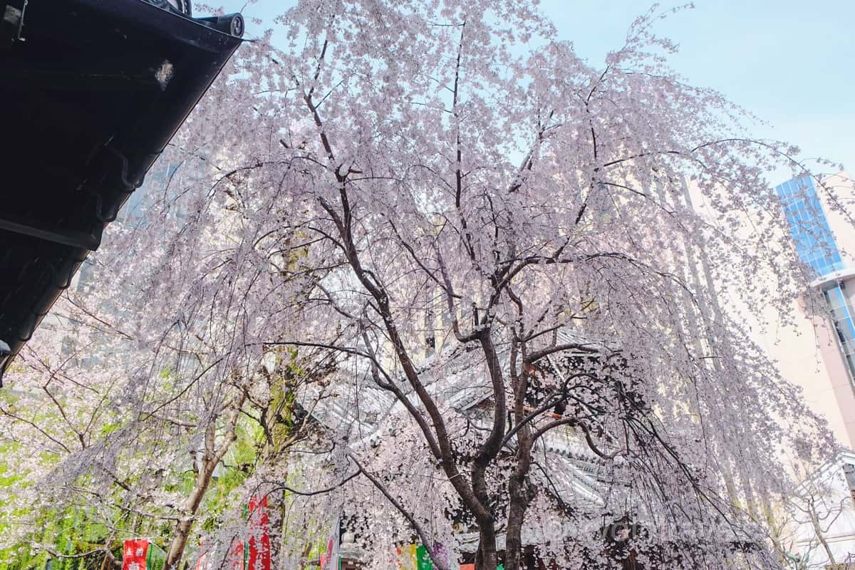 六角堂の枝垂れ桜