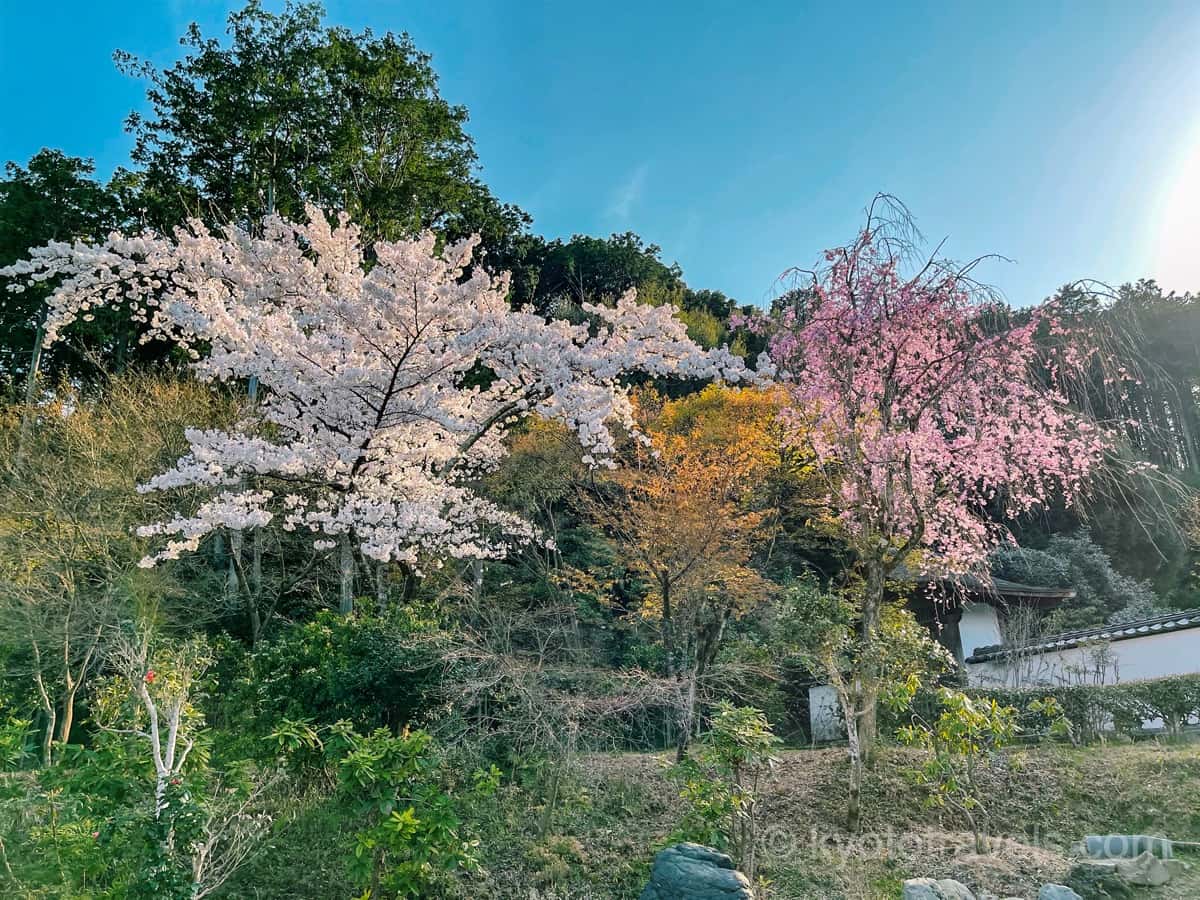 正伝寺の桜
