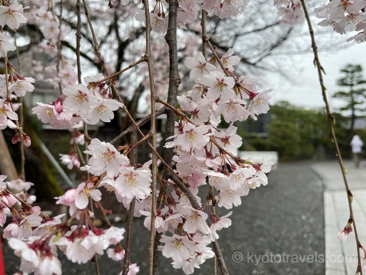 聖護院の枝垂れ桜
