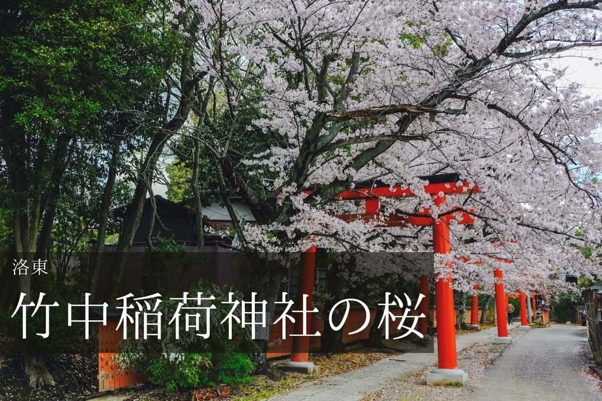 竹中稲荷神社 鳥居と桜