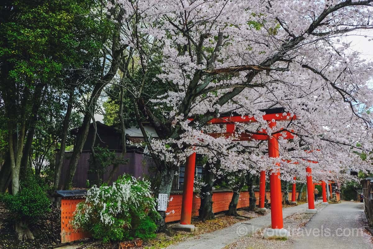 竹中稲荷神社の鳥居と桜