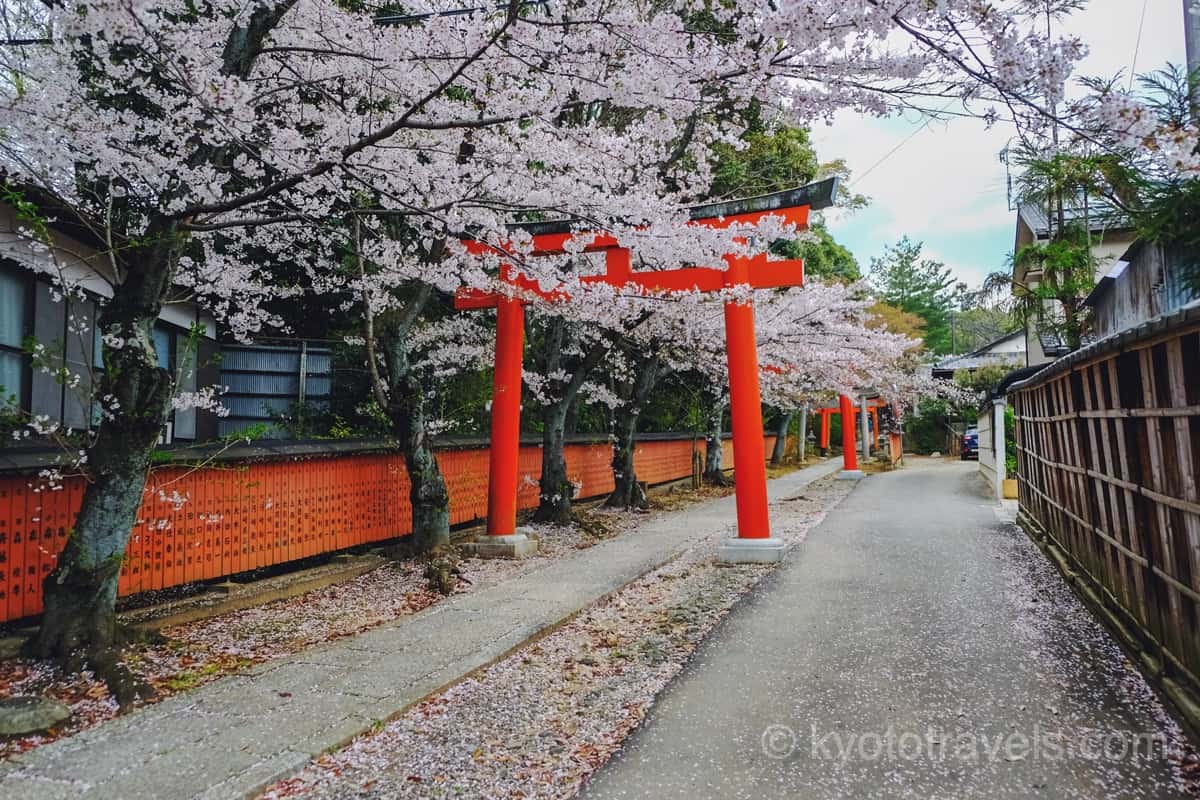 竹中稲荷神社の鳥居と桜