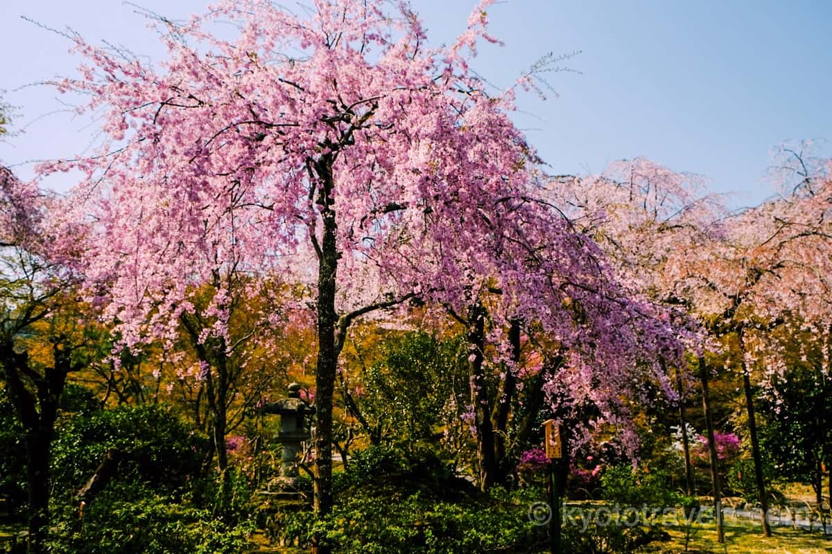 天龍寺 庭園の紅枝垂れ桜