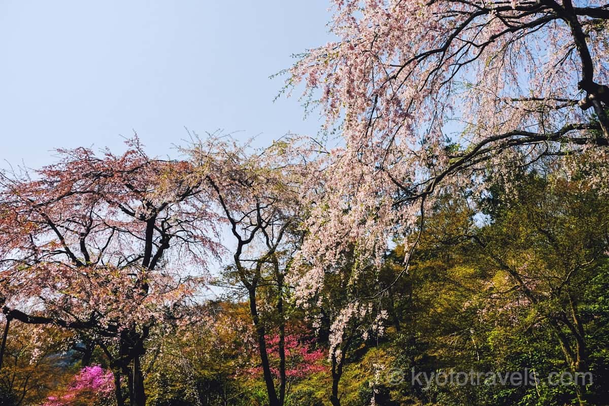 天龍寺 庭園の枝垂れ桜
