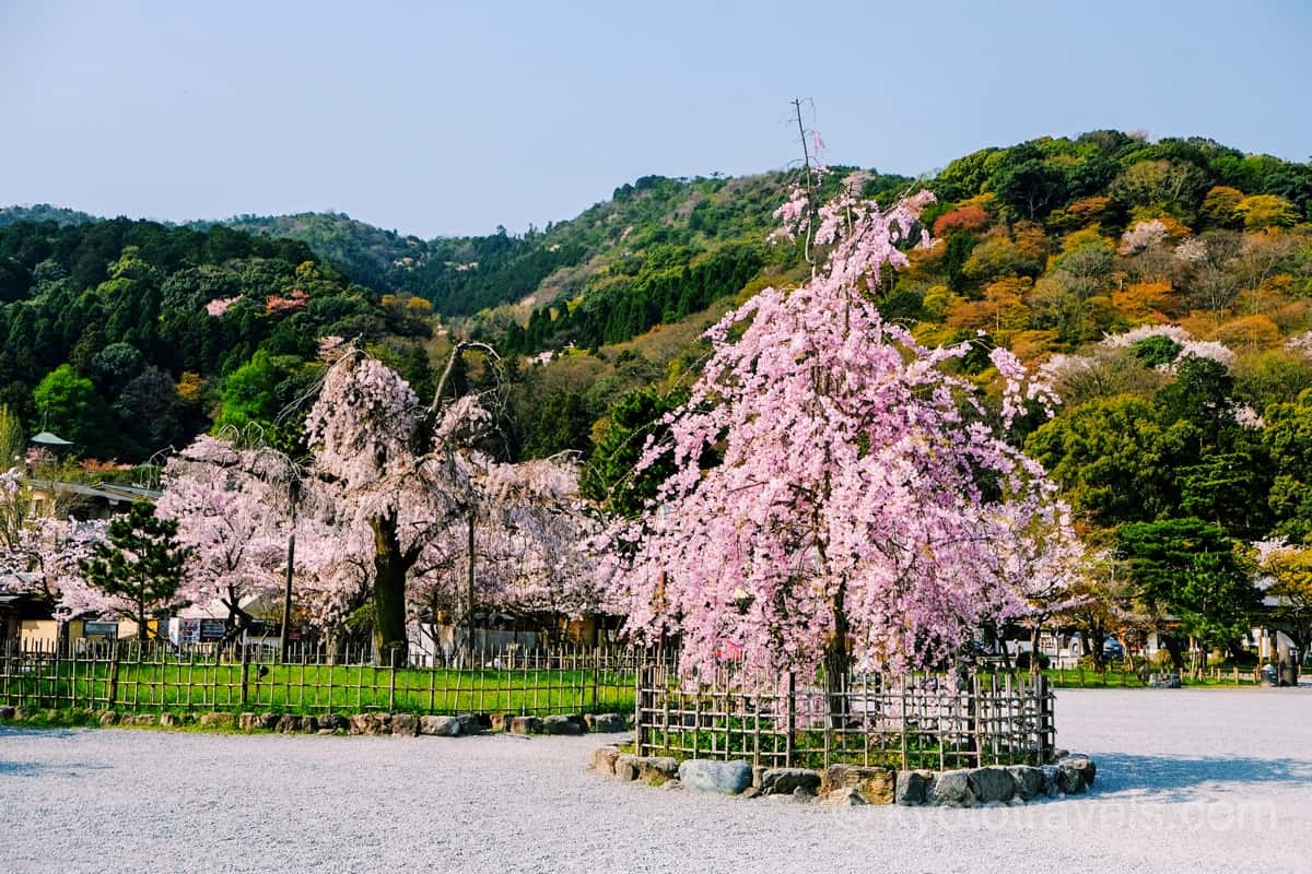 渡月橋 嵐山公園 中之島の桜