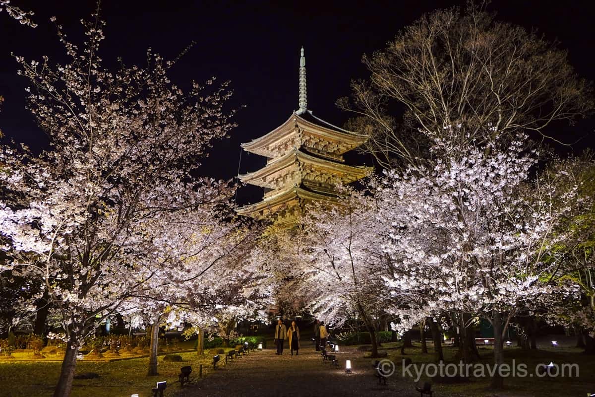 東寺 五重塔と桜ライトアップ
