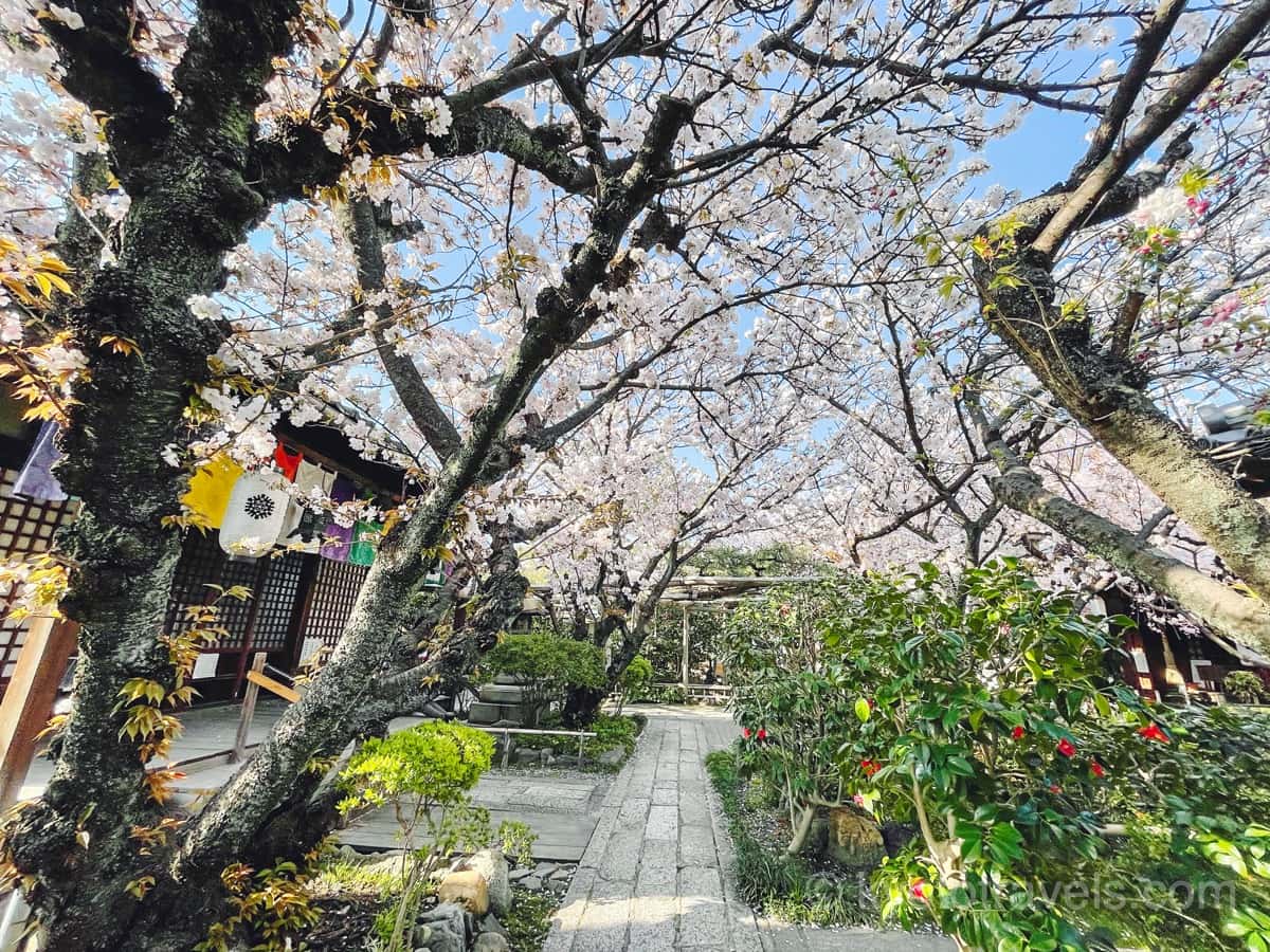雨宝院の桜